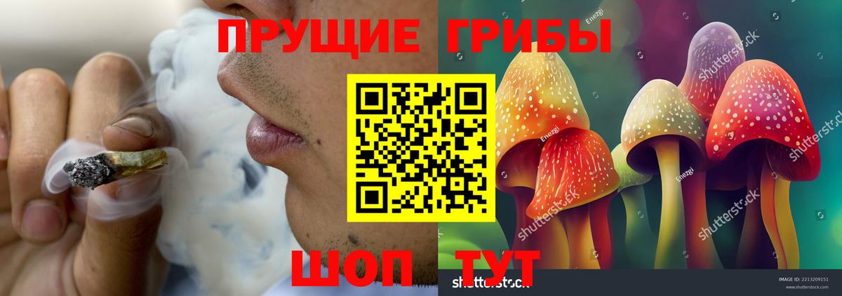 Псилоцибиновые грибы Psilocybine cubensis Буйнакск